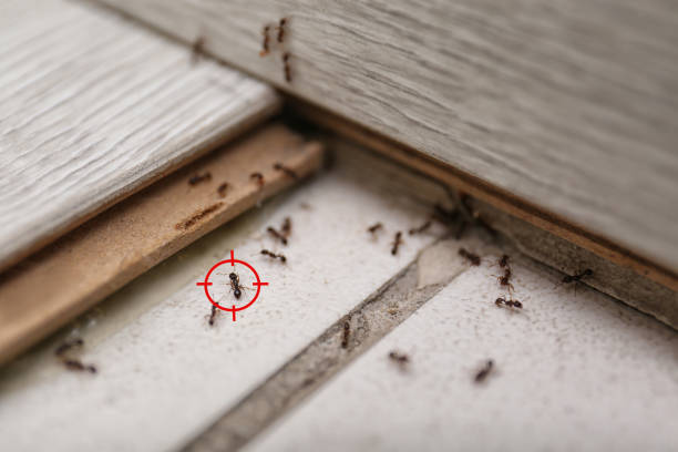 Wildlife Control Services in Indiantown, FL