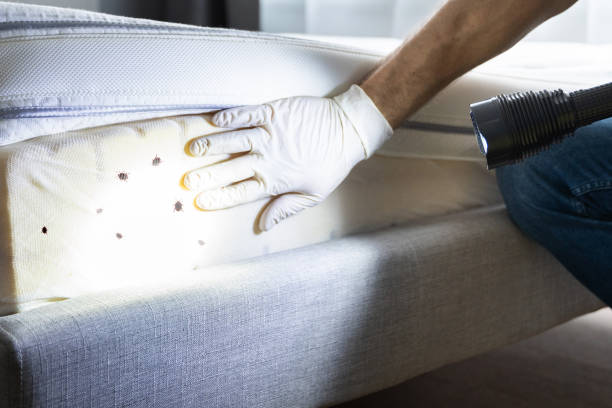 Best Termite Control Services  in Indiantown, FL