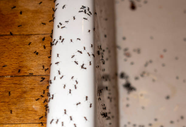 Best Residential Pest Control  in Indiantown, FL